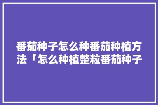 番茄种子怎么种番茄种植方法「怎么种植整粒番茄种子视频」 番茄种子怎么种番茄种植方法「怎么种植整粒番茄种子视频」 农业常识