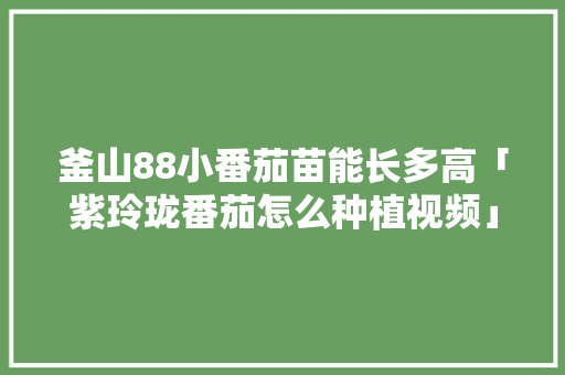 釜山88小番茄苗能长多高「紫玲珑番茄怎么种植视频」