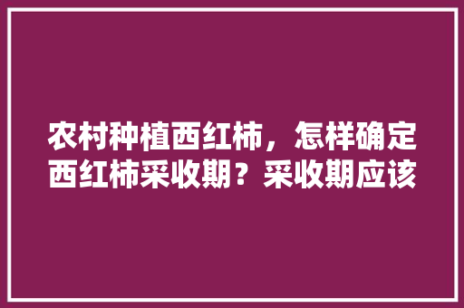 农村种植西红柿，怎样确定西红柿采收期？采收期应该掌握哪些技术「番茄水管怎么种植视频教程」 农村种植西红柿，怎样确定西红柿采收期？采收期应该掌握哪些技术「番茄水管怎么种植视频教程」 番茄种植技巧
