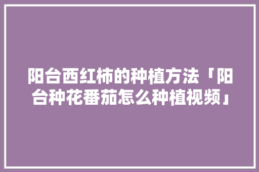 阳台西红柿的种植方法「阳台种花番茄怎么种植视频」 阳台西红柿的种植方法「阳台种花番茄怎么种植视频」 番茄种植技巧