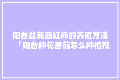 阳台盆栽西红柿的养殖方法「阳台种花番茄怎么种植视频」 阳台盆栽西红柿的养殖方法「阳台种花番茄怎么种植视频」 土壤施肥