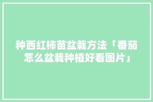 种西红柿苗盆栽方法「番茄怎么盆栽种植好看图片」 种西红柿苗盆栽方法「番茄怎么盆栽种植好看图片」 番茄病虫害防治
