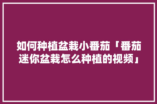 如何种植盆栽小番茄「番茄迷你盆栽怎么种植的视频」 如何种植盆栽小番茄「番茄迷你盆栽怎么种植的视频」 花朵知识