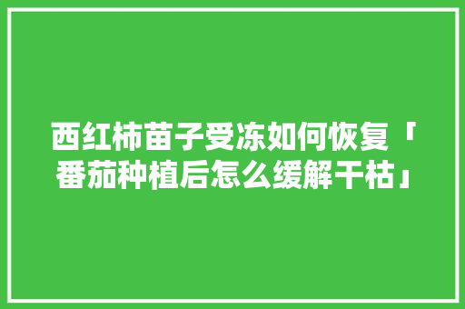西红柿苗子受冻如何恢复「番茄种植后怎么缓解干枯」 西红柿苗子受冻如何恢复「番茄种植后怎么缓解干枯」 花朵知识
