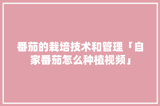 番茄的栽培技术和管理「自家番茄怎么种植视频」 番茄的栽培技术和管理「自家番茄怎么种植视频」 农业常识