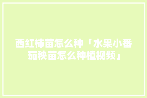 西红柿苗怎么种「水果小番茄秧苗怎么种植视频」 西红柿苗怎么种「水果小番茄秧苗怎么种植视频」 种植技巧