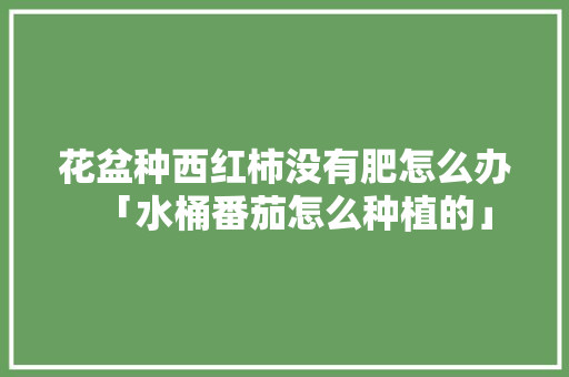 花盆种西红柿没有肥怎么办「水桶番茄怎么种植的」 花盆种西红柿没有肥怎么办「水桶番茄怎么种植的」 土壤施肥