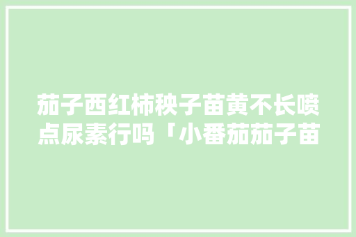茄子西红柿秧子苗黄不长喷点尿素行吗「小番茄茄子苗怎么种植视频」 茄子西红柿秧子苗黄不长喷点尿素行吗「小番茄茄子苗怎么种植视频」 种植技巧