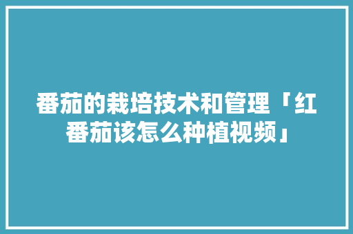 番茄的栽培技术和管理「红番茄该怎么种植视频」 种植技巧 番茄的栽培技术和管理「红番茄该怎么种植视频」 番茄的栽培技术和管理「红番茄该怎么种植视频」 种植技巧