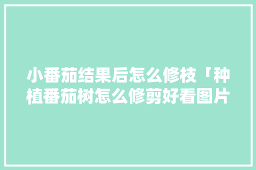 小番茄结果后怎么修枝「种植番茄树怎么修剪好看图片」 小番茄结果后怎么修枝「种植番茄树怎么修剪好看图片」 花朵知识