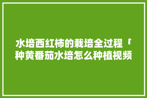 水培西红柿的栽培全过程「种黄番茄水培怎么种植视频」 水培西红柿的栽培全过程「种黄番茄水培怎么种植视频」 花朵知识