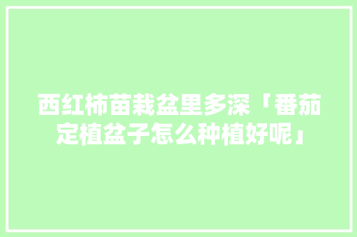 西红柿苗栽盆里多深「番茄定植盆子怎么种植好呢」 番茄种植技巧 西红柿苗栽盆里多深「番茄定植盆子怎么种植好呢」 西红柿苗栽盆里多深「番茄定植盆子怎么种植好呢」 番茄种植技巧