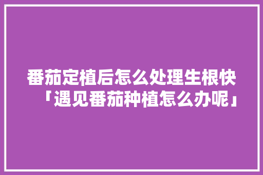 番茄定植后怎么处理生根快「遇见番茄种植怎么办呢」 番茄定植后怎么处理生根快「遇见番茄种植怎么办呢」 番茄病虫害防治