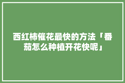 西红柿催花最快的方法「番茄怎么种植开花快呢」 农业常识 西红柿催花最快的方法「番茄怎么种植开花快呢」 西红柿催花最快的方法「番茄怎么种植开花快呢」 农业常识