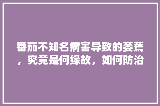 番茄不知名病害导致的萎蔫，究竟是何缘故，如何防治「番茄种植后怎么防止萎缩」 番茄不知名病害导致的萎蔫，究竟是何缘故，如何防治「番茄种植后怎么防止萎缩」 植物种类