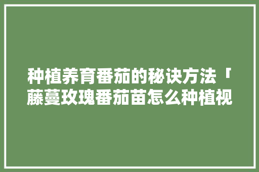 种植养育番茄的秘诀方法「藤蔓玫瑰番茄苗怎么种植视频」 种植养育番茄的秘诀方法「藤蔓玫瑰番茄苗怎么种植视频」 番茄病虫害防治