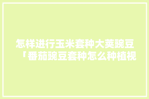 怎样进行玉米套种大荚豌豆「番茄豌豆套种怎么种植视频」 怎样进行玉米套种大荚豌豆「番茄豌豆套种怎么种植视频」 花朵知识