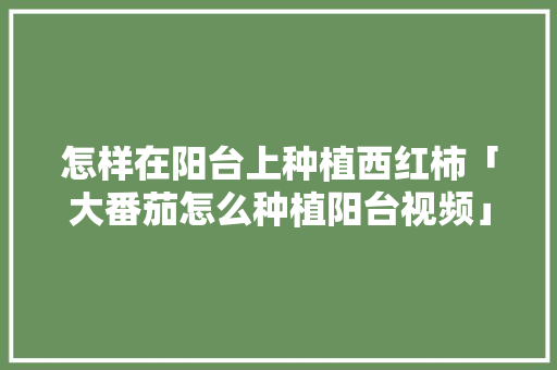 怎样在阳台上种植西红柿「大番茄怎么种植阳台视频」 植物种类 怎样在阳台上种植西红柿「大番茄怎么种植阳台视频」 怎样在阳台上种植西红柿「大番茄怎么种植阳台视频」 植物种类
