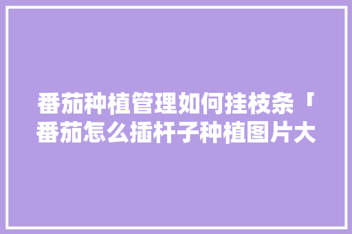 番茄种植管理如何挂枝条「番茄怎么插杆子种植图片大全」 农业常识 番茄种植管理如何挂枝条「番茄怎么插杆子种植图片大全」 番茄种植管理如何挂枝条「番茄怎么插杆子种植图片大全」 农业常识