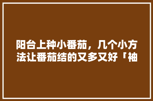 阳台上种小番茄,几个小方法让番茄结的又多又好「袖珍番茄怎么种植方法视频」 番茄种植技巧 阳台上种小番茄,几个小方法让番茄结的又多又好「袖珍番茄怎么种植方法视频」 阳台上种小番茄,几个小方法让番茄结的又多又好「袖珍番茄怎么种植方法视频」 番茄种植技巧