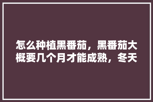 怎么种植黑番茄，黑番茄大概要几个月才能成熟，冬天怎么种植「黑色的番茄叫什么名字」
