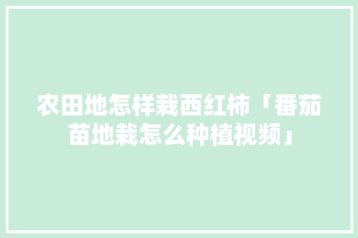 农田地怎样栽西红柿「番茄苗地栽怎么种植视频」 农田地怎样栽西红柿「番茄苗地栽怎么种植视频」 番茄种植技巧