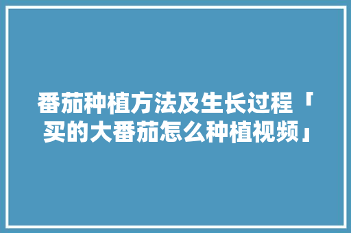 番茄种植方法及生长过程「买的大番茄怎么种植视频」 番茄种植方法及生长过程「买的大番茄怎么种植视频」 种植技巧