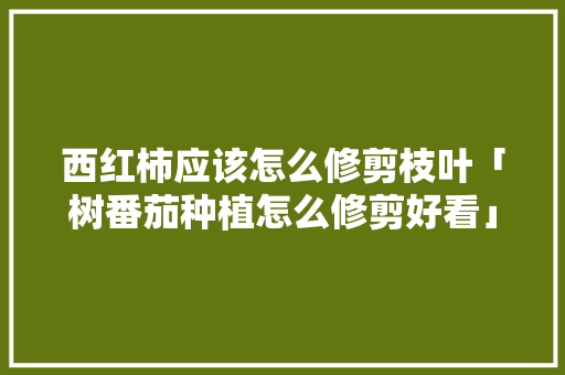 西红柿应该怎么修剪枝叶「树番茄种植怎么修剪好看」 西红柿应该怎么修剪枝叶「树番茄种植怎么修剪好看」 花朵知识