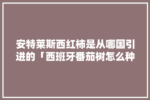 安特莱斯西红柿是从哪国引进的「西班牙番茄树怎么种植视频」