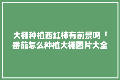 大棚种植西红柿有前景吗「番茄怎么种植大棚图片大全」 大棚种植西红柿有前景吗「番茄怎么种植大棚图片大全」 花朵知识