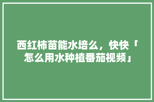 西红柿苗能水培么，快快「怎么用水种植番茄视频」 西红柿苗能水培么，快快「怎么用水种植番茄视频」 植物种类