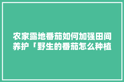 农家露地番茄如何加强田间养护「野生的番茄怎么种植的视频」 花朵知识 农家露地番茄如何加强田间养护「野生的番茄怎么种植的视频」 农家露地番茄如何加强田间养护「野生的番茄怎么种植的视频」 花朵知识