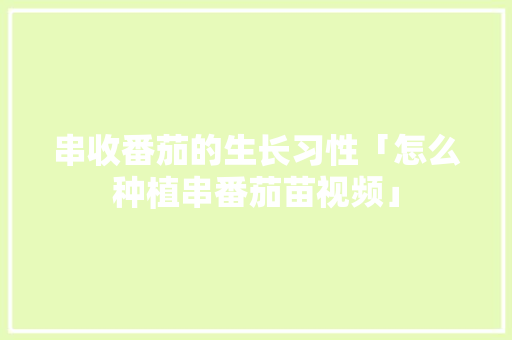 串收番茄的生长习性「怎么种植串番茄苗视频」 串收番茄的生长习性「怎么种植串番茄苗视频」 番茄种植技巧