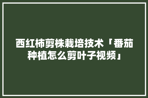 西红柿剪株栽培技术「番茄种植怎么剪叶子视频」 西红柿剪株栽培技术「番茄种植怎么剪叶子视频」 农业常识