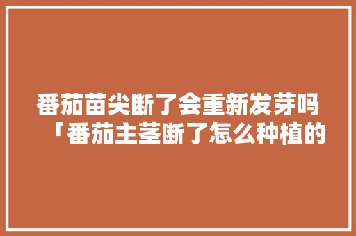 番茄苗尖断了会重新发芽吗「番茄主茎断了怎么种植的视频」 番茄苗尖断了会重新发芽吗「番茄主茎断了怎么种植的视频」 番茄病虫害防治