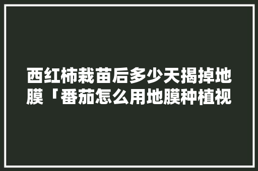 西红柿栽苗后多少天揭掉地膜「番茄怎么用地膜种植视频」 西红柿栽苗后多少天揭掉地膜「番茄怎么用地膜种植视频」 植物种类