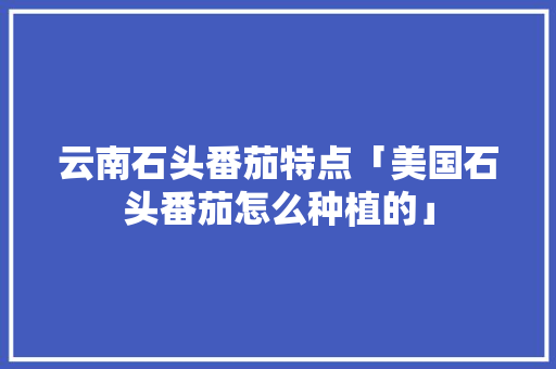 云南石头番茄特点「美国石头番茄怎么种植的」
