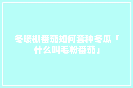 冬暖棚番茄如何套种冬瓜「什么叫毛粉番茄」