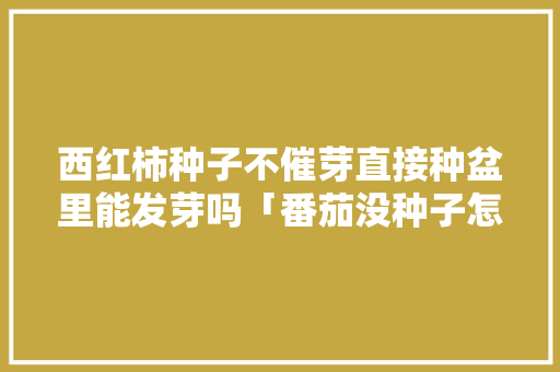 西红柿种子不催芽直接种盆里能发芽吗「番茄没种子怎么种植呢视频」 西红柿种子不催芽直接种盆里能发芽吗「番茄没种子怎么种植呢视频」 番茄种植技巧