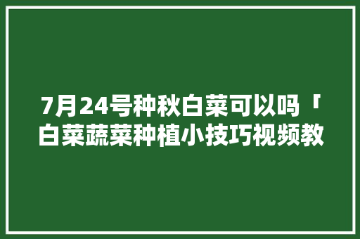 7月24号种秋白菜可以吗「白菜蔬菜种植小技巧视频教程」