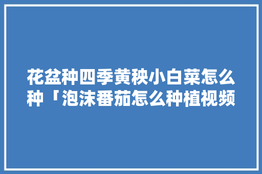 花盆种四季黄秧小白菜怎么种「泡沫番茄怎么种植视频教程」 花盆种四季黄秧小白菜怎么种「泡沫番茄怎么种植视频教程」 植物种类