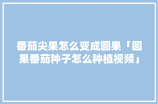 番茄尖果怎么变成圆果「圆果番茄种子怎么种植视频」 番茄尖果怎么变成圆果「圆果番茄种子怎么种植视频」 花朵知识