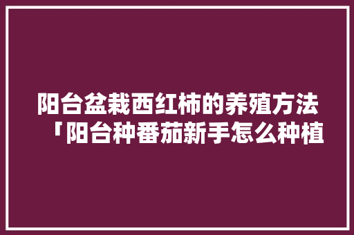 阳台盆栽西红柿的养殖方法「阳台种番茄新手怎么种植视频」 阳台盆栽西红柿的养殖方法「阳台种番茄新手怎么种植视频」 种植技巧