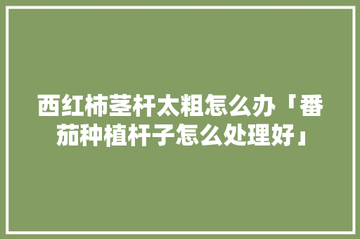 西红柿茎杆太粗怎么办「番茄种植杆子怎么处理好」 西红柿茎杆太粗怎么办「番茄种植杆子怎么处理好」 种植技巧