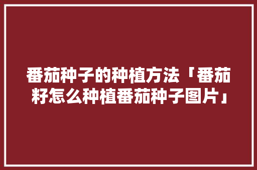 番茄种子的种植方法「番茄籽怎么种植番茄种子图片」 番茄种子的种植方法「番茄籽怎么种植番茄种子图片」 花朵知识