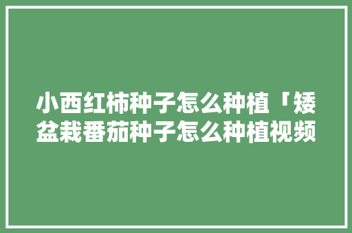 小西红柿种子怎么种植「矮盆栽番茄种子怎么种植视频」 小西红柿种子怎么种植「矮盆栽番茄种子怎么种植视频」 土壤施肥