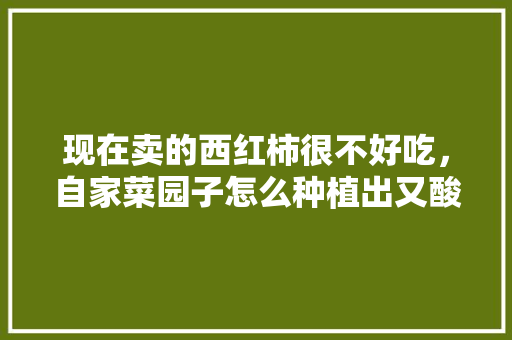 现在卖的西红柿很不好吃，自家菜园子怎么种植出又酸又甜的西红柿呢「番茄好吃怎么种植方法视频」 现在卖的西红柿很不好吃，自家菜园子怎么种植出又酸又甜的西红柿呢「番茄好吃怎么种植方法视频」 土壤施肥
