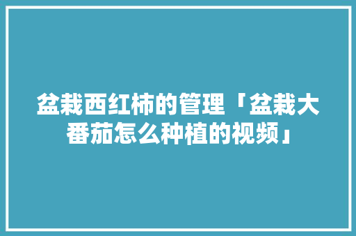盆栽西红柿的管理「盆栽大番茄怎么种植的视频」 盆栽西红柿的管理「盆栽大番茄怎么种植的视频」 花朵知识