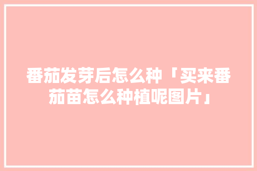 番茄发芽后怎么种「买来番茄苗怎么种植呢图片」 番茄发芽后怎么种「买来番茄苗怎么种植呢图片」 植物种类