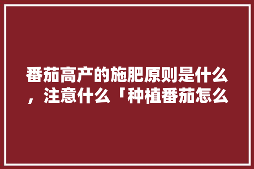 番茄高产的施肥原则是什么，注意什么「种植番茄怎么高产呢」